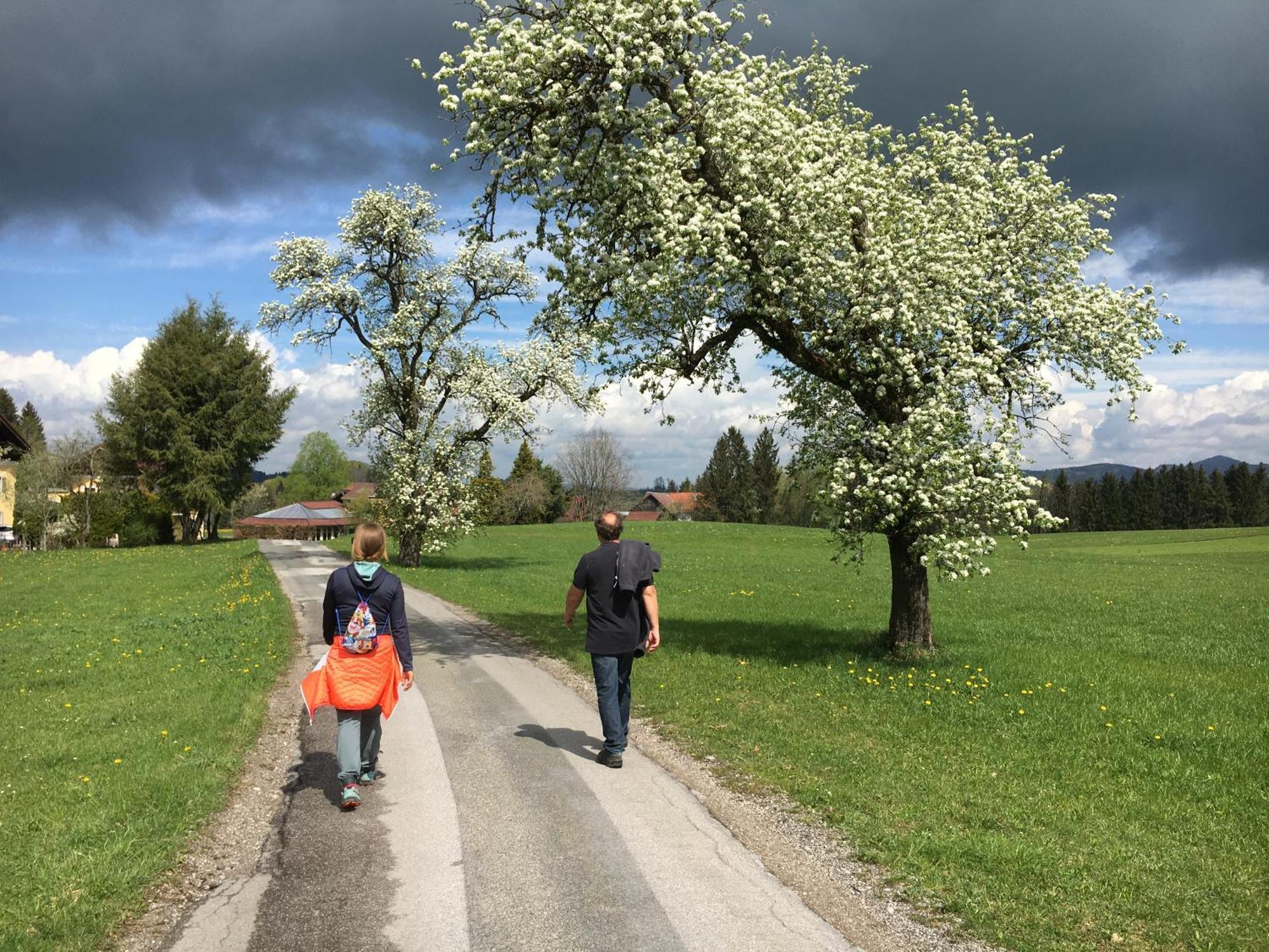 Obereggut Lejlighed Hof bei Salzburg Eksteriør billede